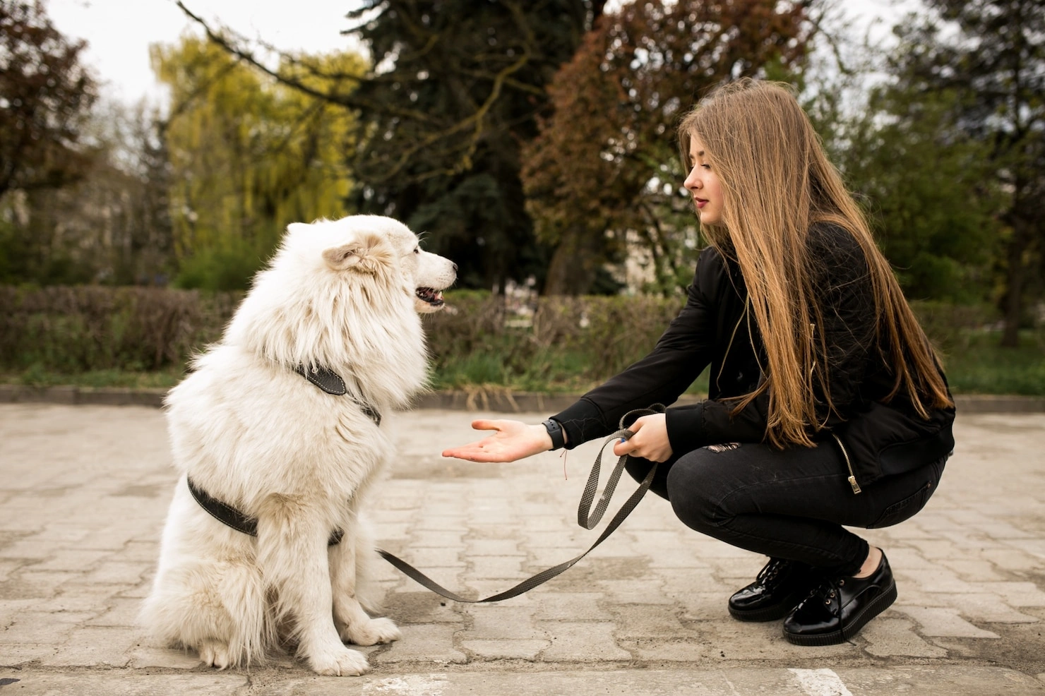 How to Stop Leash Pulling