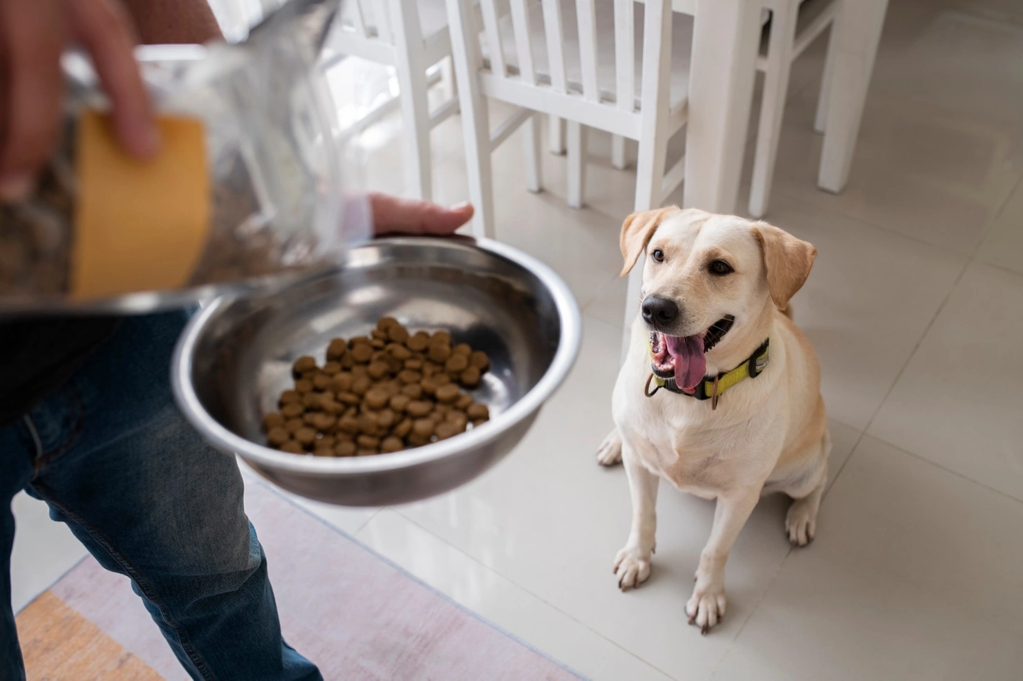 Puppy Feeding Schedule Guide