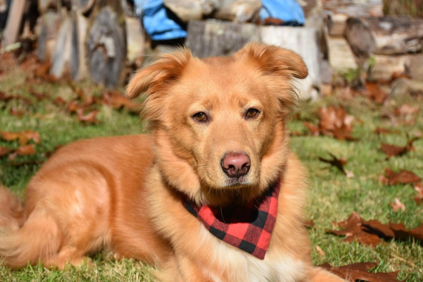 German Shepherd Puppy Guide