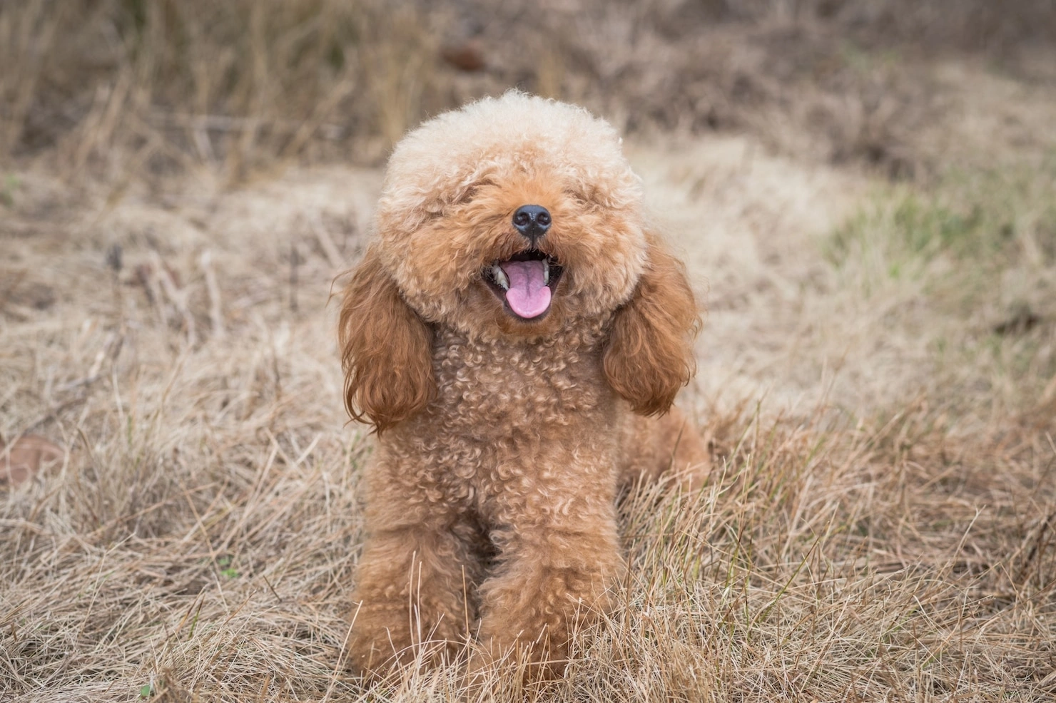 Cavapoo Complete Breed Guide