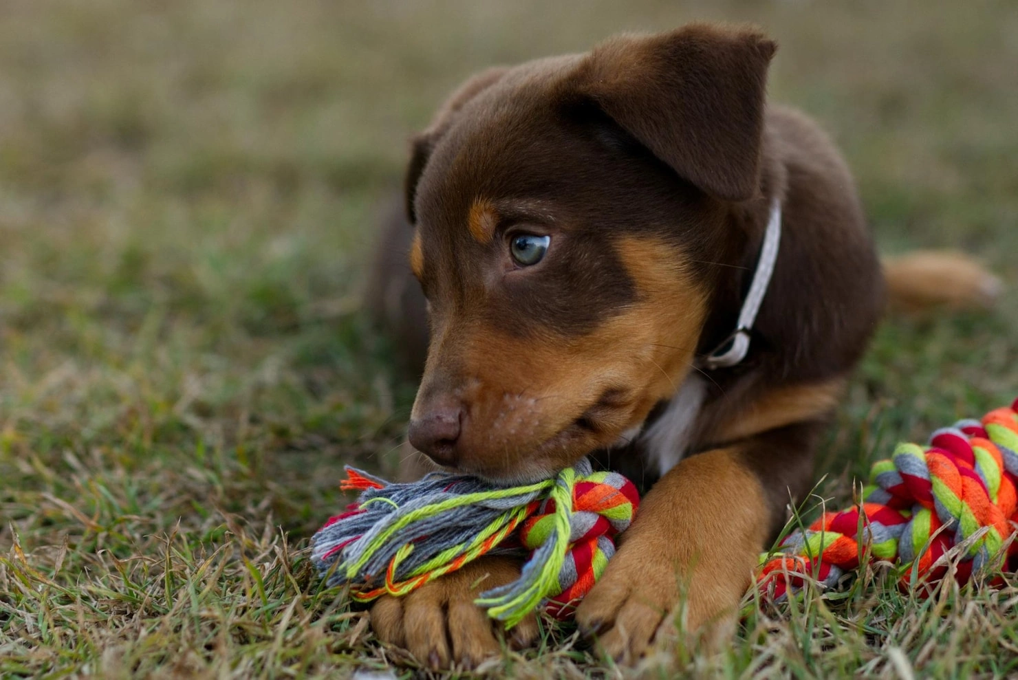 Best Puppy Training Toys Guide