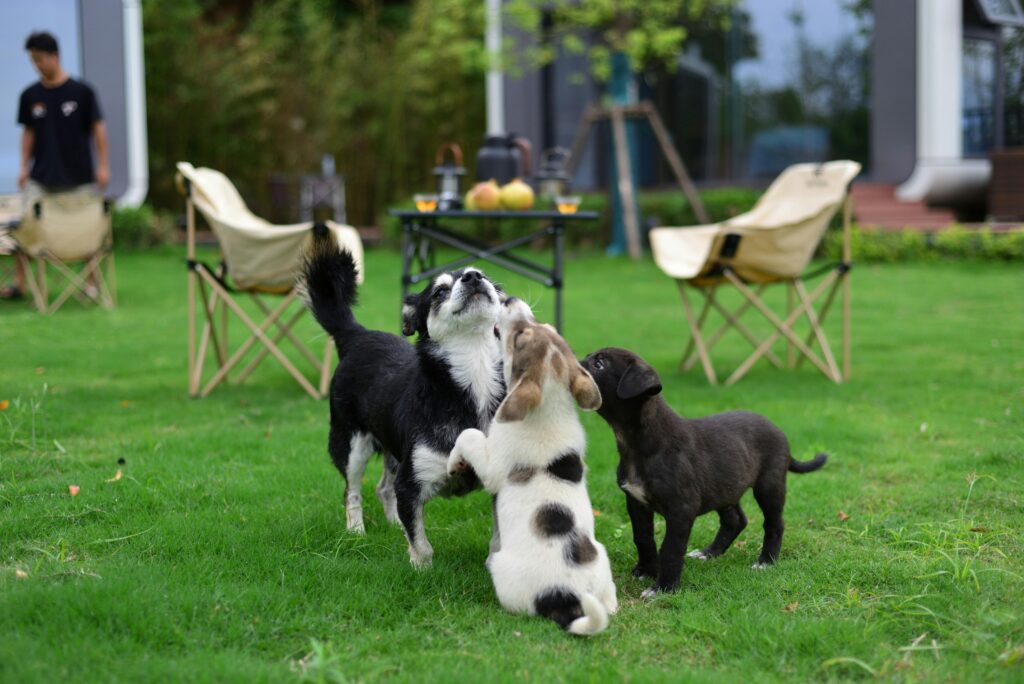 How to Socialize a Puppy Properly