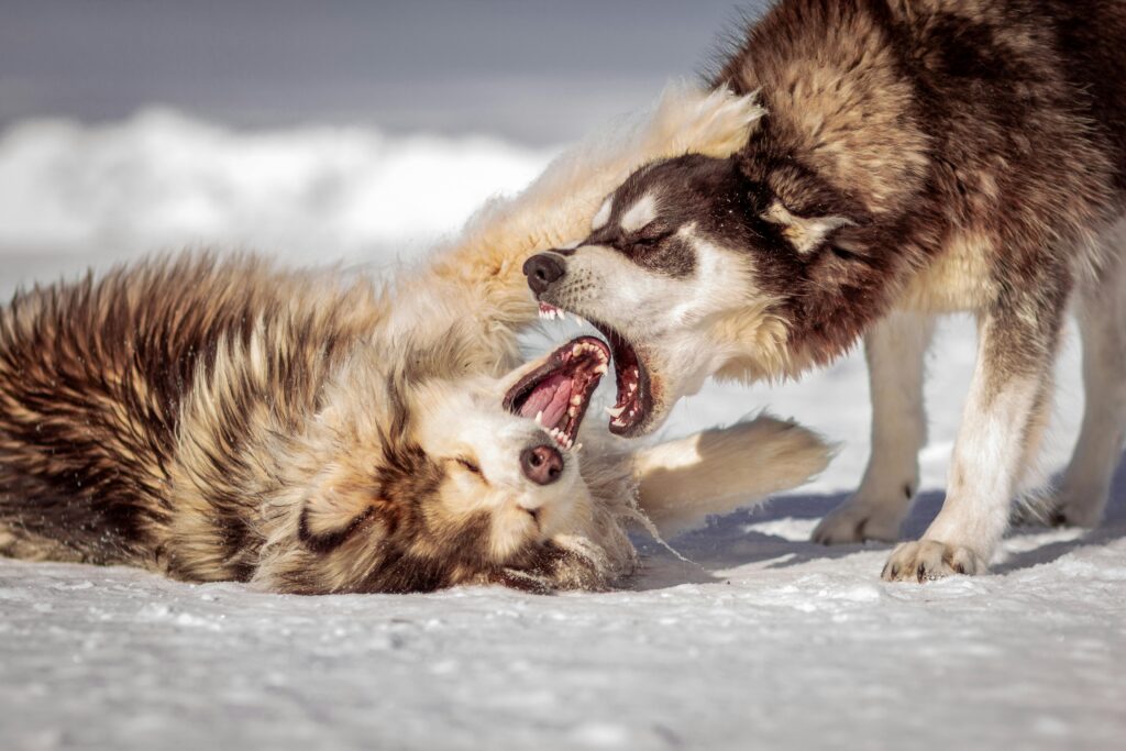 How to Stop Dog Aggression
