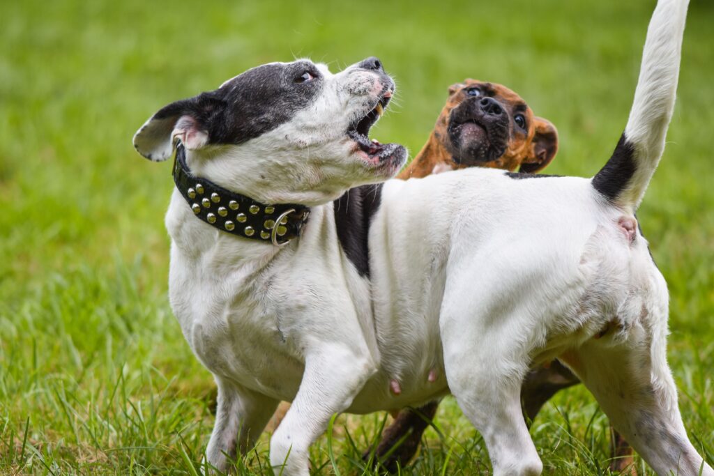 Causes of Sudden Behavior Changes in Dogs