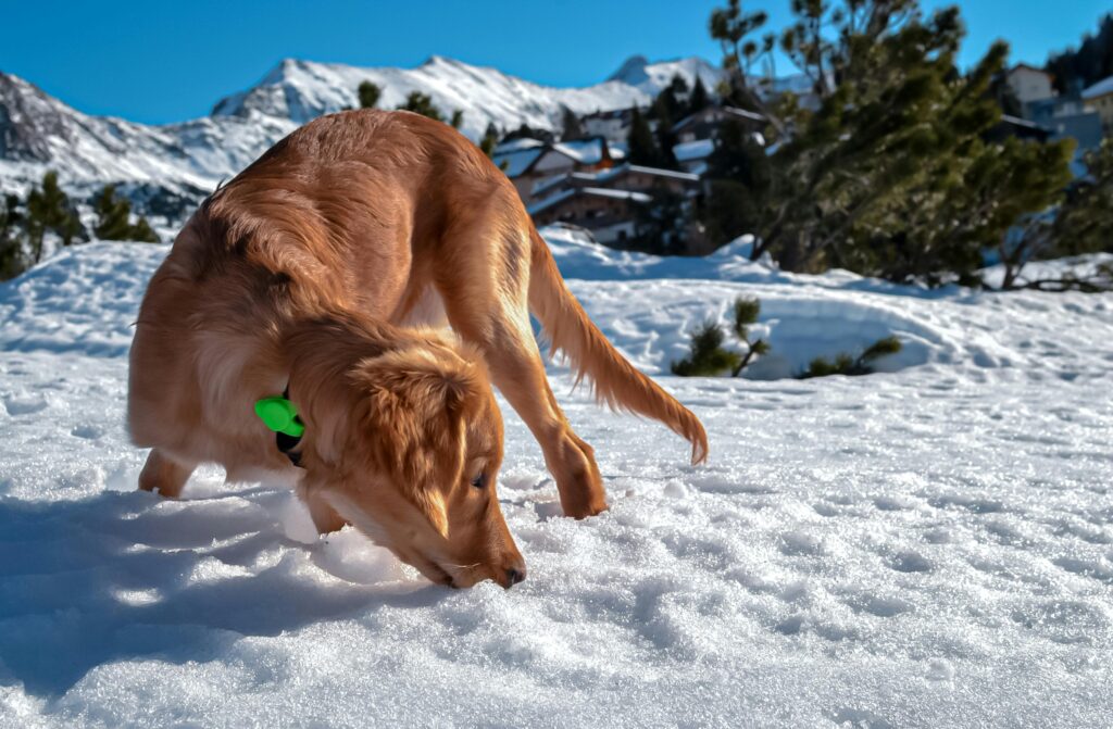 Best GPS Trackers for Dogs