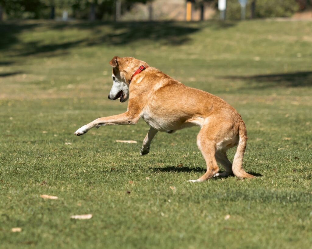Dog Food for Active Dogs