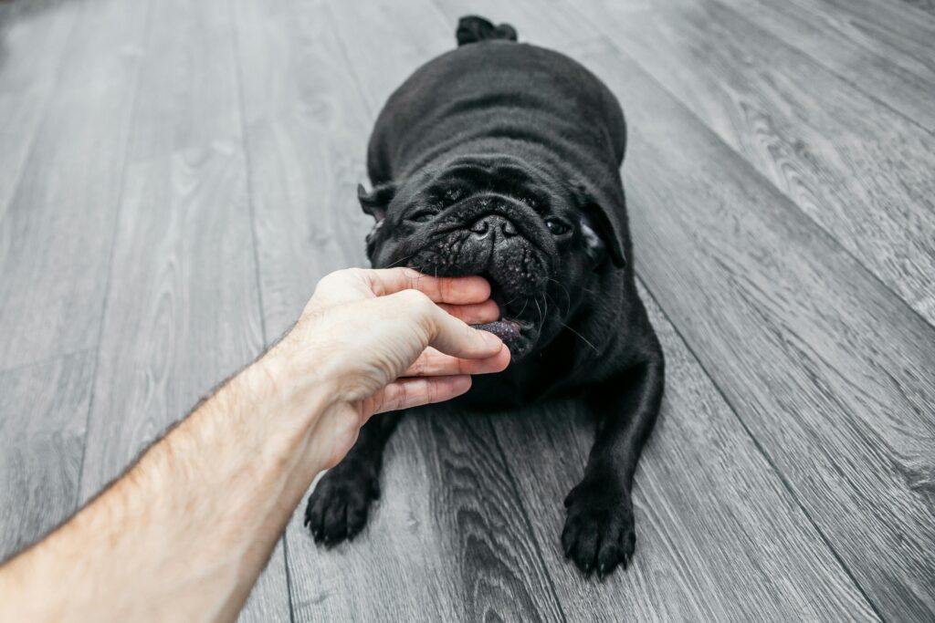 How to Stop Your Puppy from Biting & Nipping