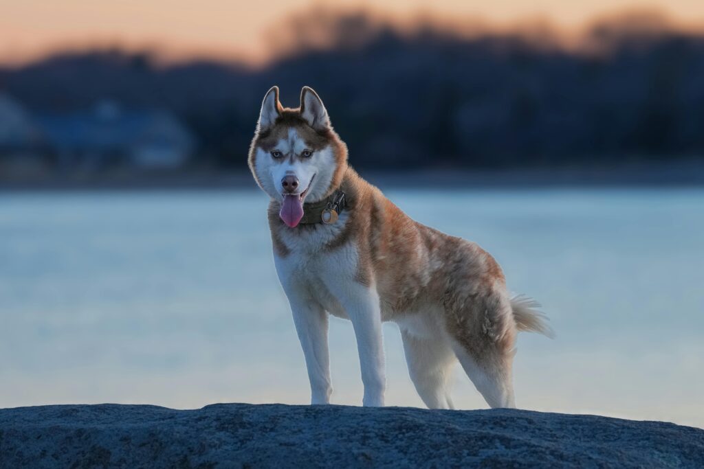 Siberian Husky Breed Guide