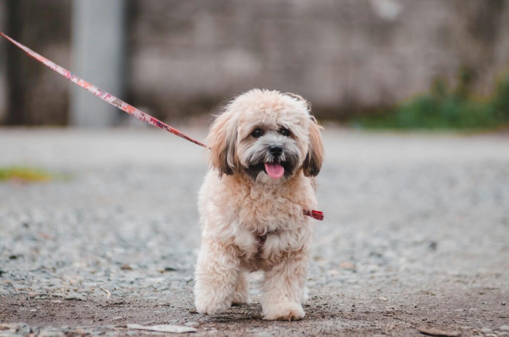 Leash Training for Puppies