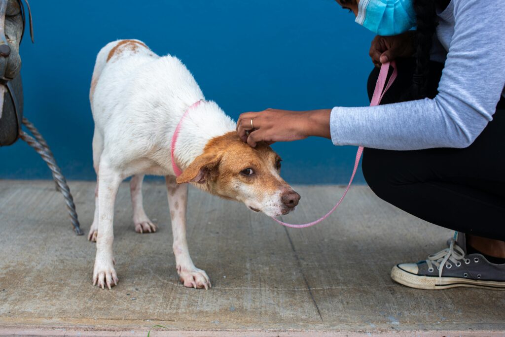 How to Handle Fearful Dogs