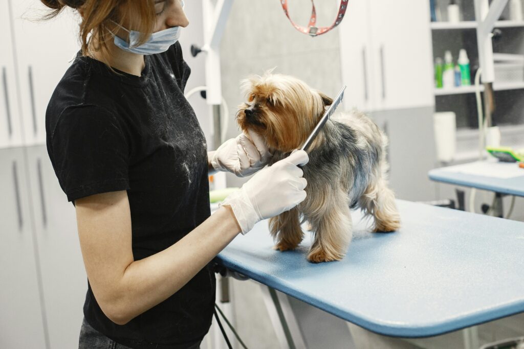 Grooming Tools for Dogs