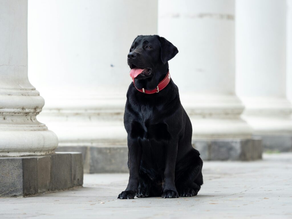 Labrador Retriever Breed Guide
