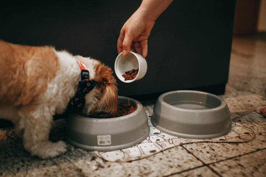 Raw Diet vs Kibble for Dogs