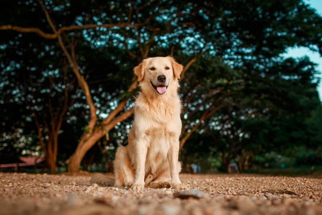 Golden Retriever Breed Guide