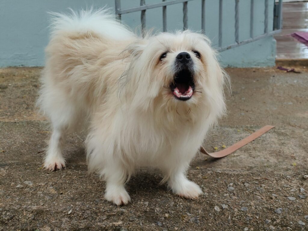 Why Dogs Bark Excessively