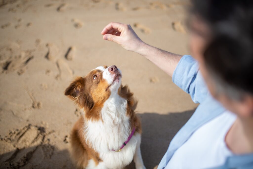 Best Age to Start Puppy Training