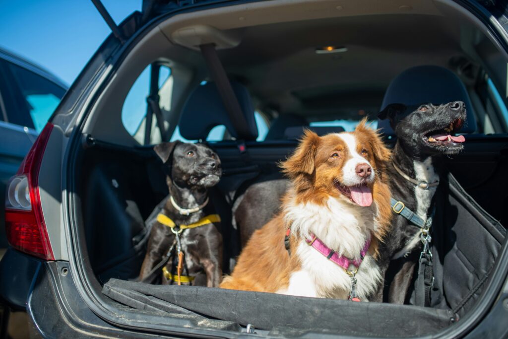 Traveling Safely with Dogs