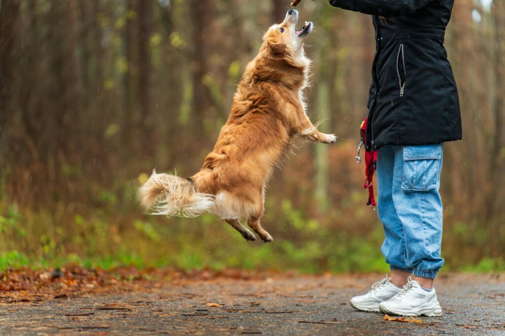 How to Stop Your Dog Jumping on People