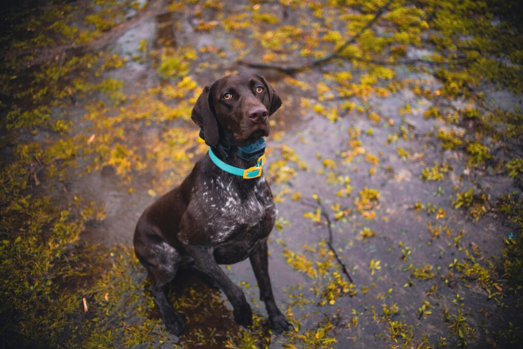 Dog Training Collars