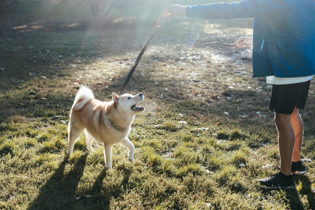 Best Daily Routine for Dogs