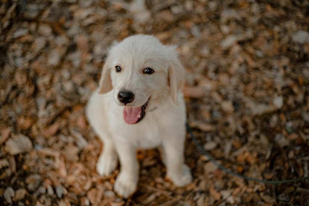 Why Dogs Whine Without an Obvious Reason