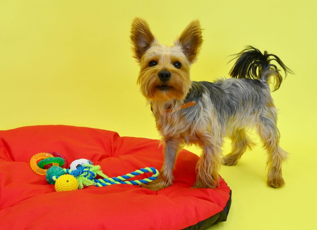 Best Interactive Puzzle Toys for Smart Dogs