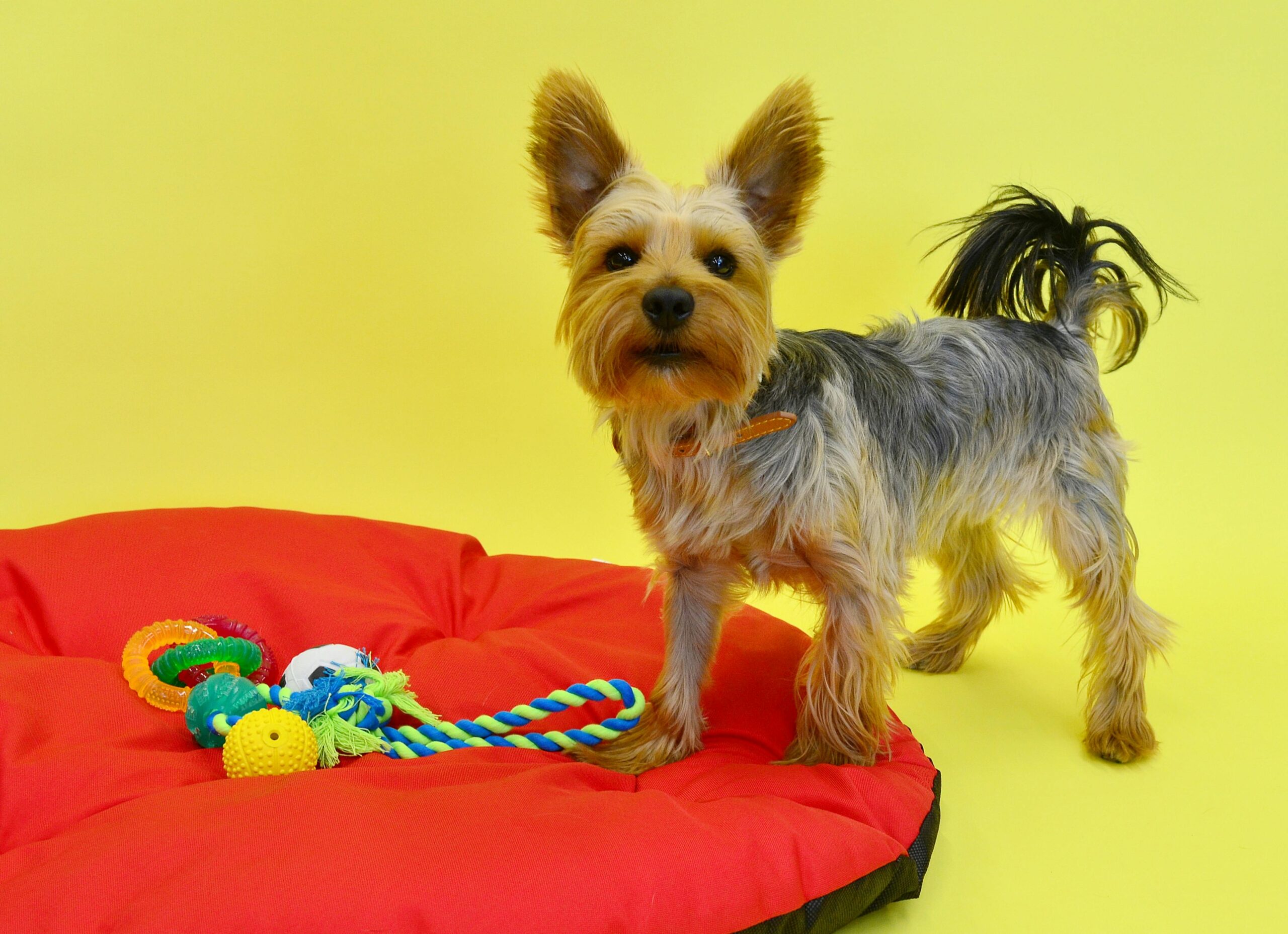 Best Interactive Puzzle Toys for Smart Dogs