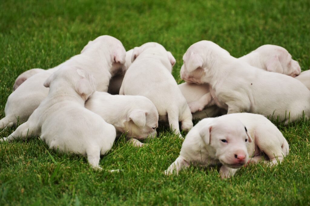 How to Train Multiple Puppies at the Same Time