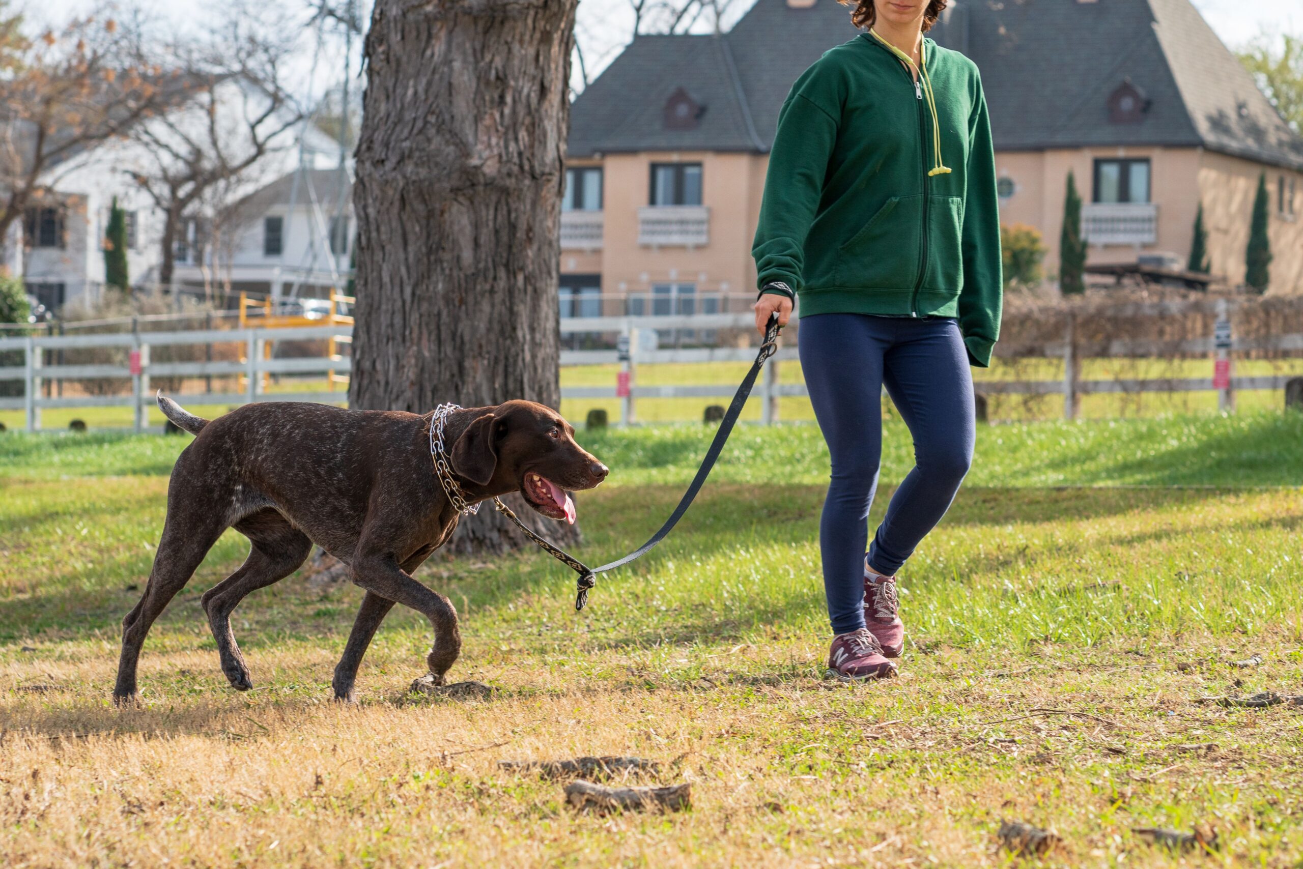 Why Consistency Matters in Dog Training Routines