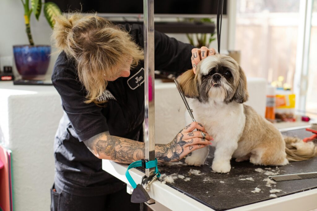 Shih Tzu Grooming Needs and Maintenance Guide