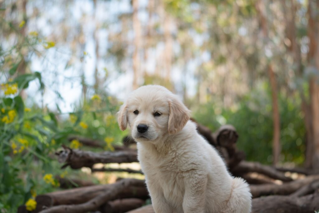 How to Fix Inconsistent Puppy Training Progress