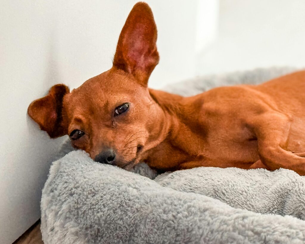 Best Dog Calming Beds for Anxious Pets