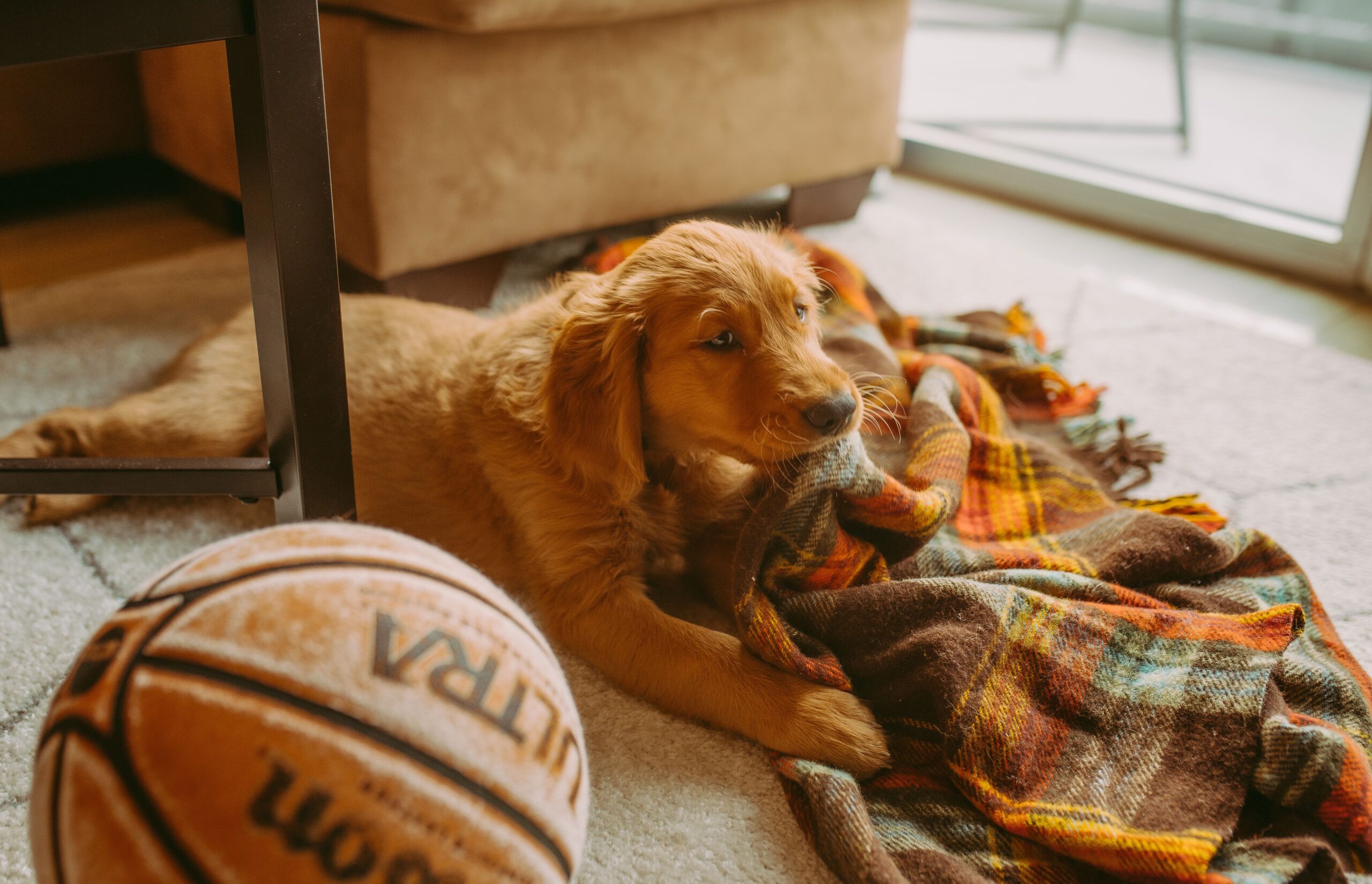 Indoor Games to Mentally Stimulate Dogs