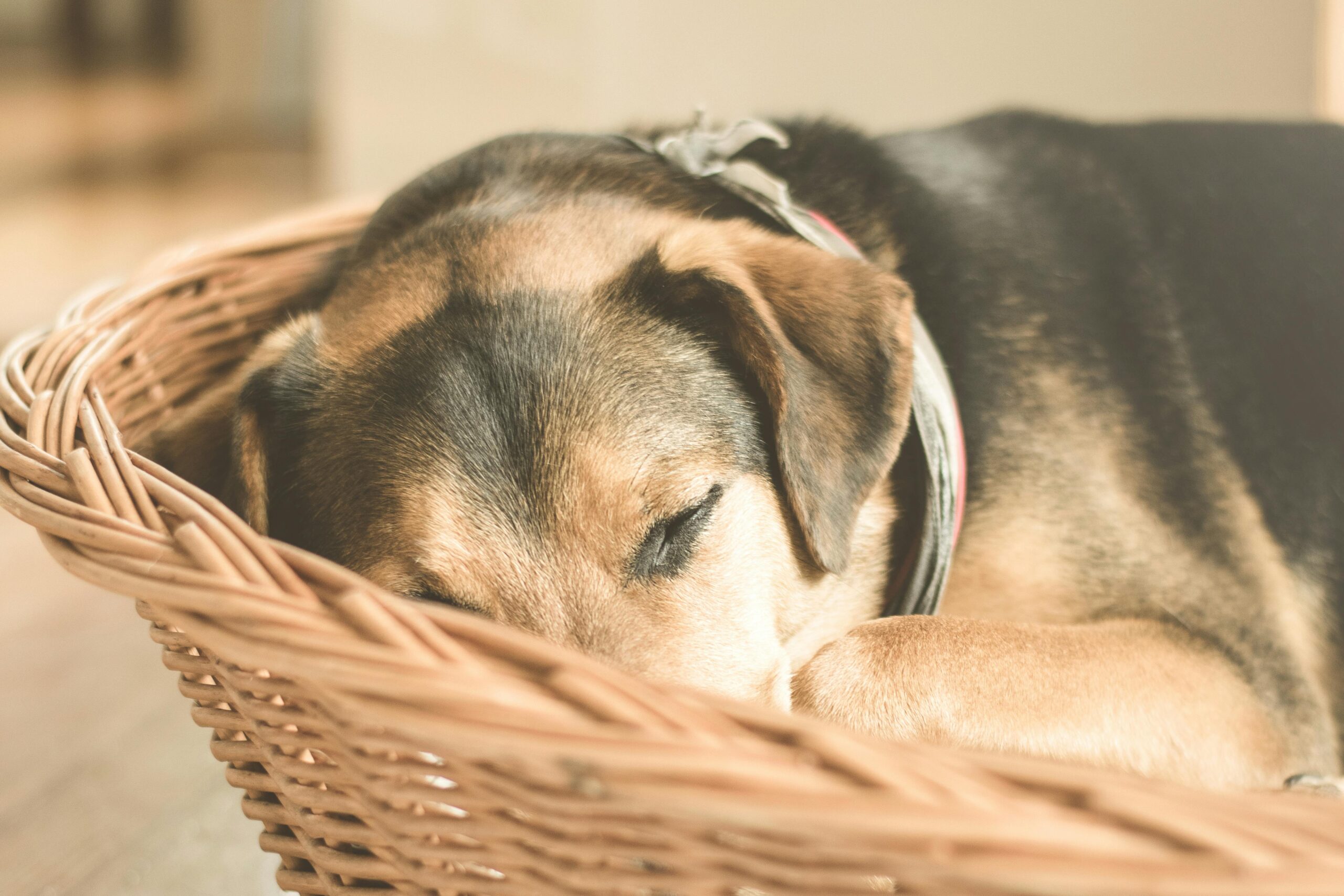 How Much Sleep Dogs Need by Age and Breed