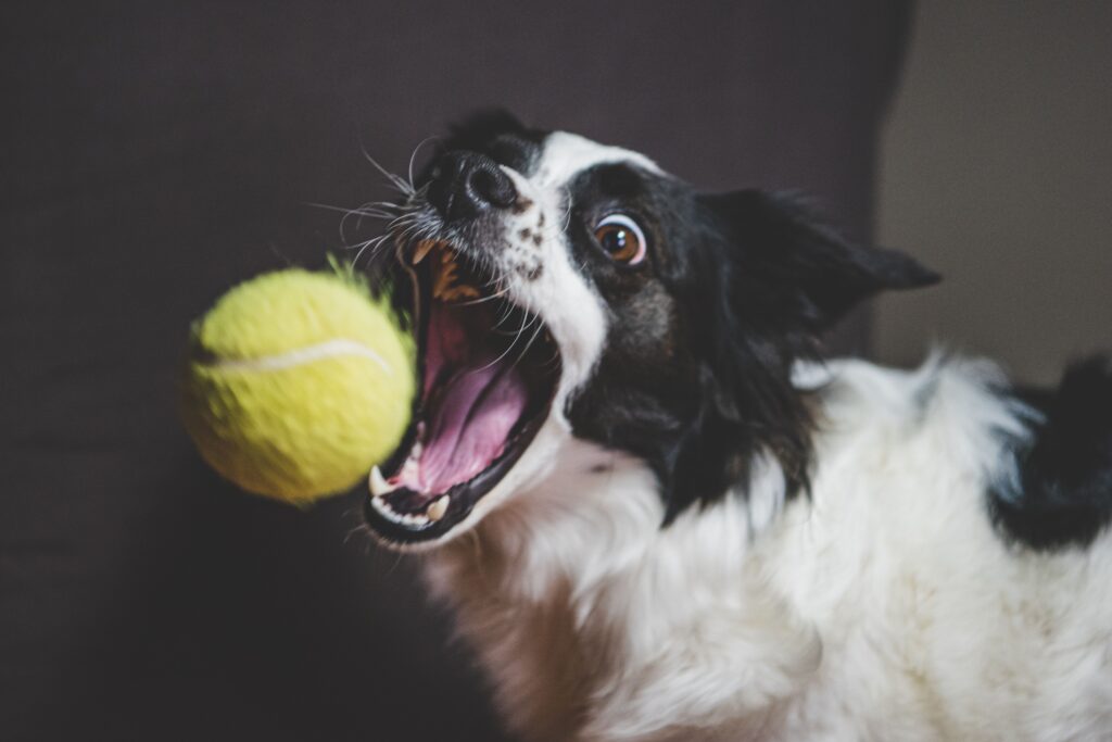 How to Deal with Obsessive Licking in Dogs