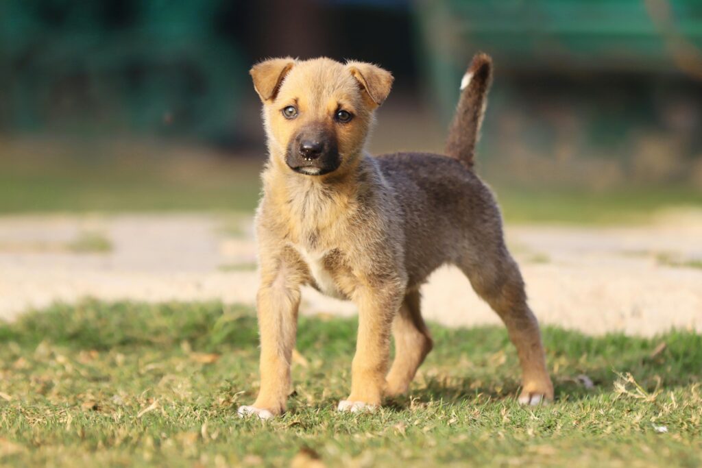 What to Do If Your Puppy Refuses to Listen During Training
