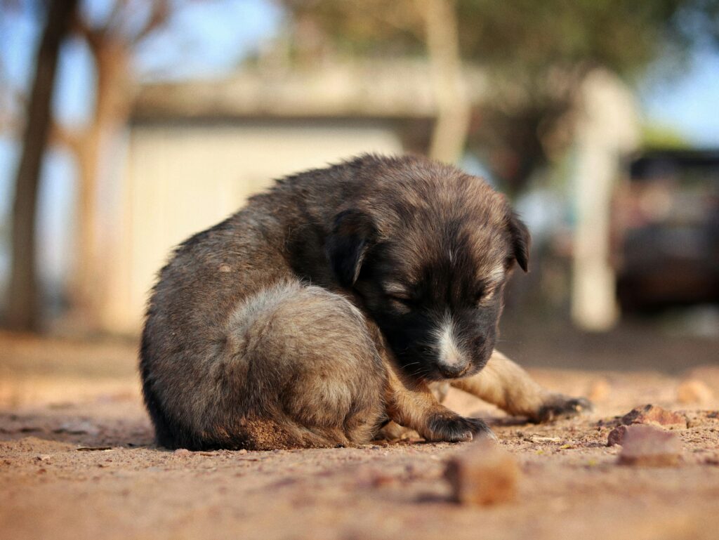 How to Stop Dog Destructive Behavior at Home Alone