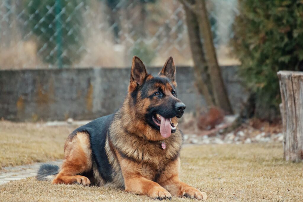Best Guard Dog Breeds for Home Protection