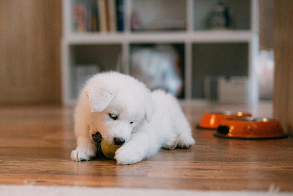 Signs Your Puppy Is Learning Training Correctly