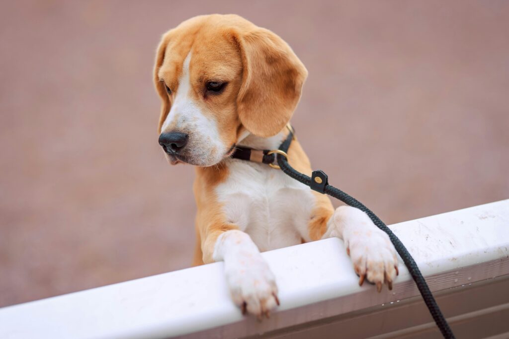 Are Beagles Easy to Train for Beginners
