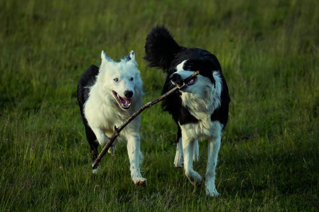 Pros and Cons of Owning a Border Collie