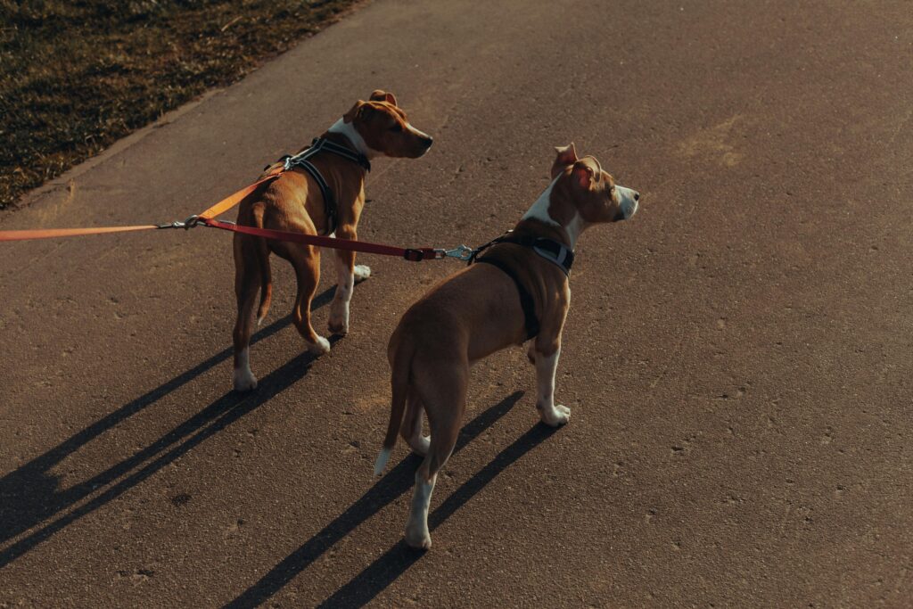 Best Retractable Dog Leashes for Daily Walks