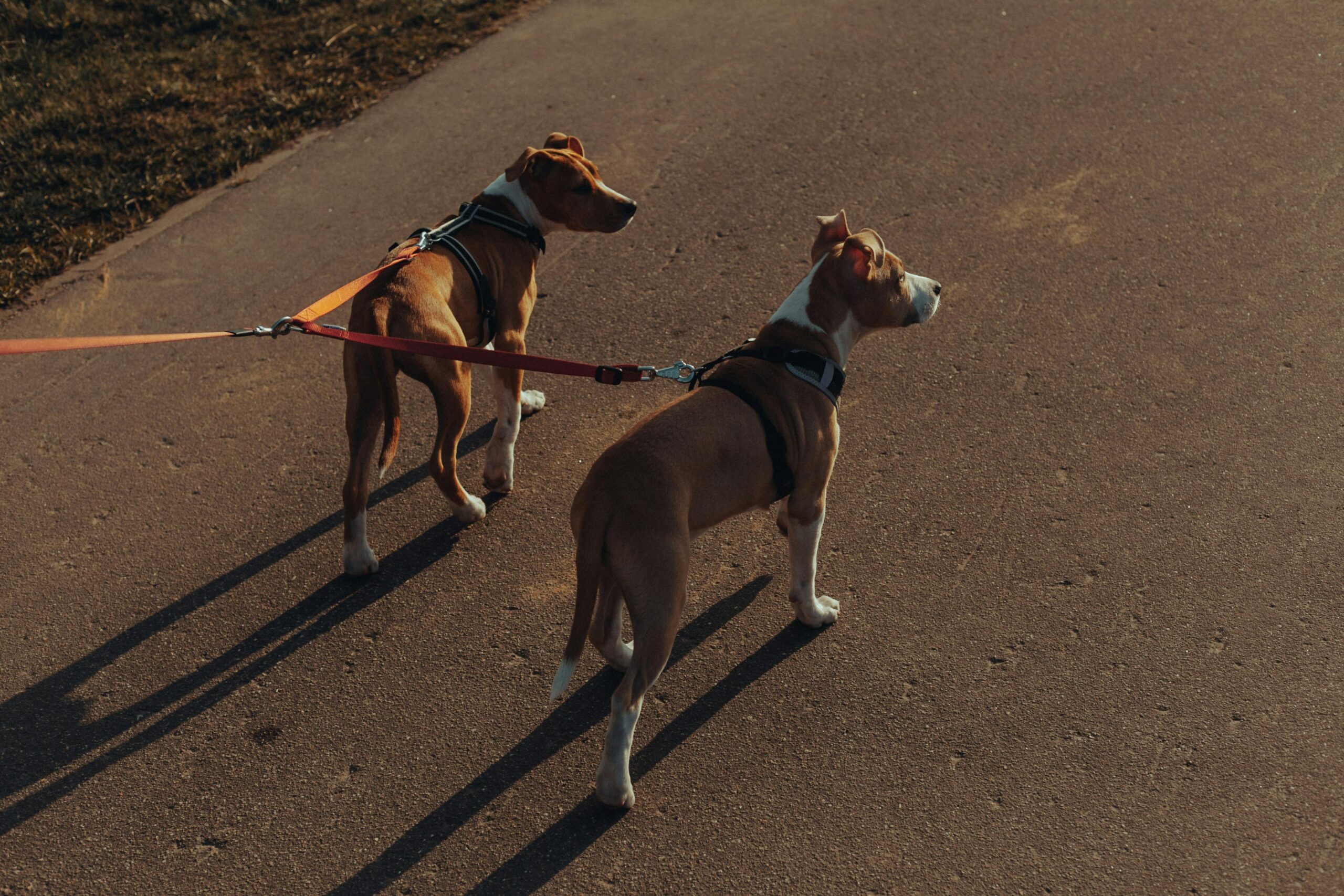 Best Retractable Dog Leashes for Daily Walks