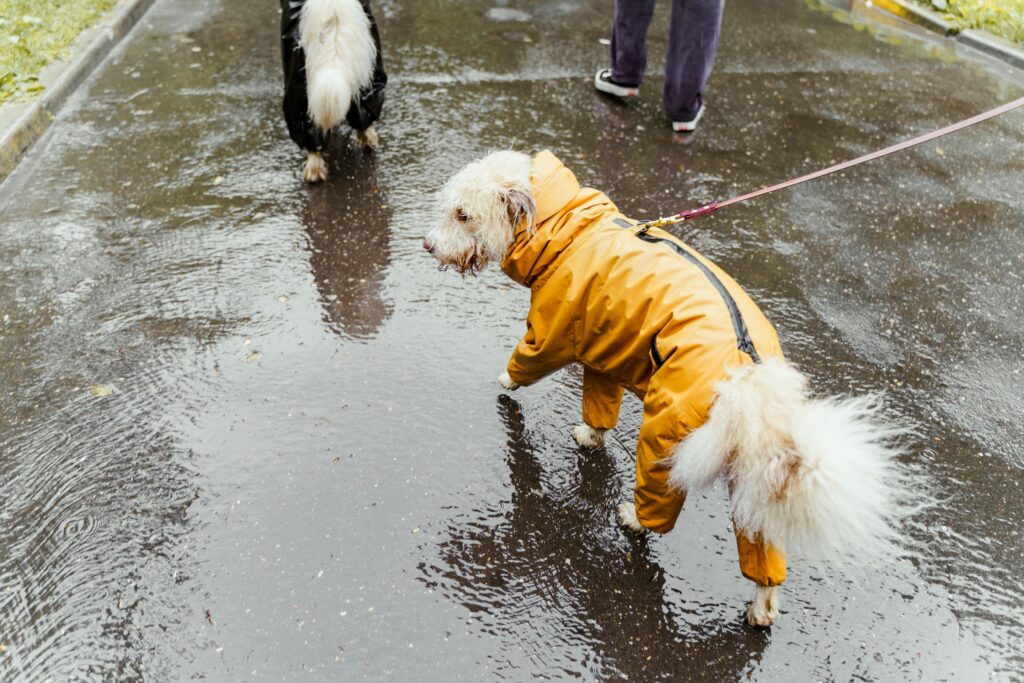 How Weather Affects Dog Behavior and Activity Levels