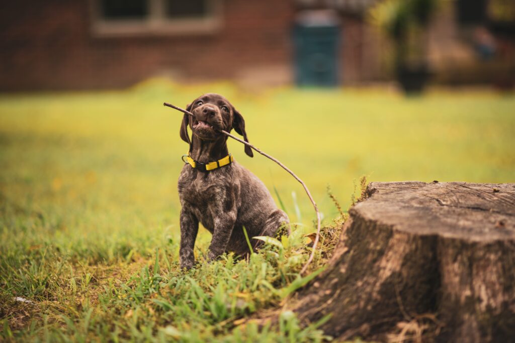 How to Train a Puppy Without Treats Effectively