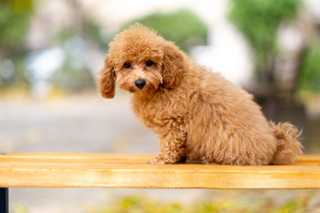 Poodle Breed