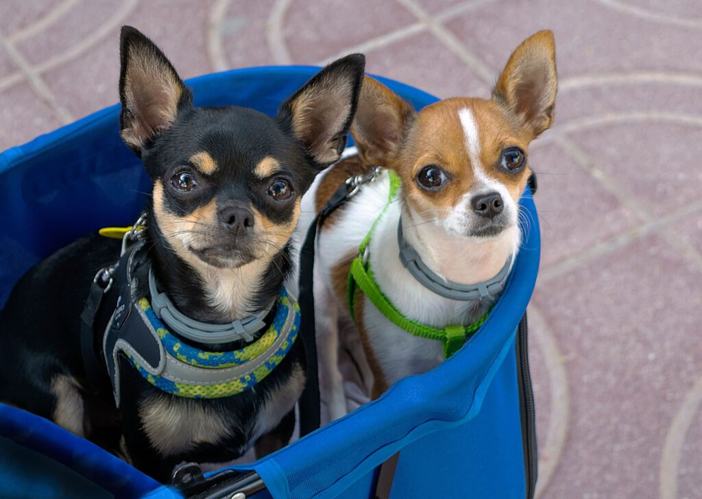 Training a Puppy to Be Comfortable in a Carrier