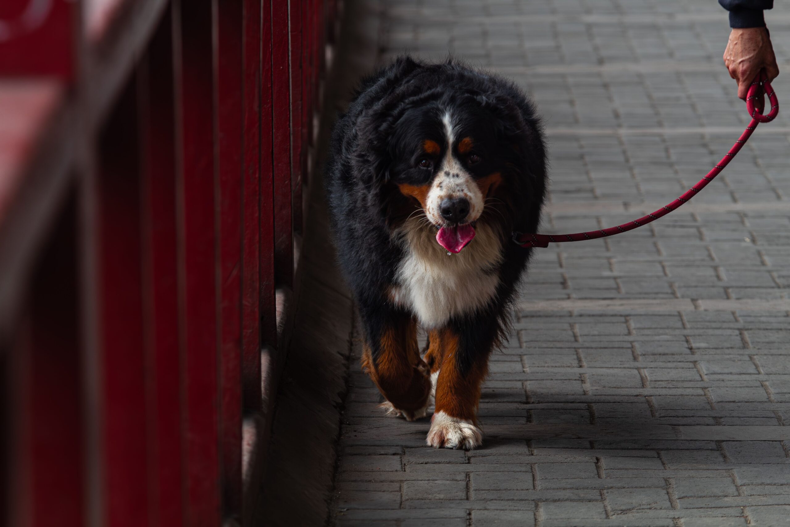 Bernese Mountain Dog