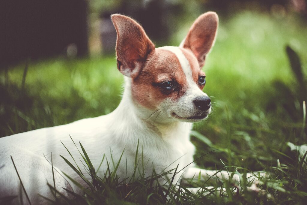 Chihuahua