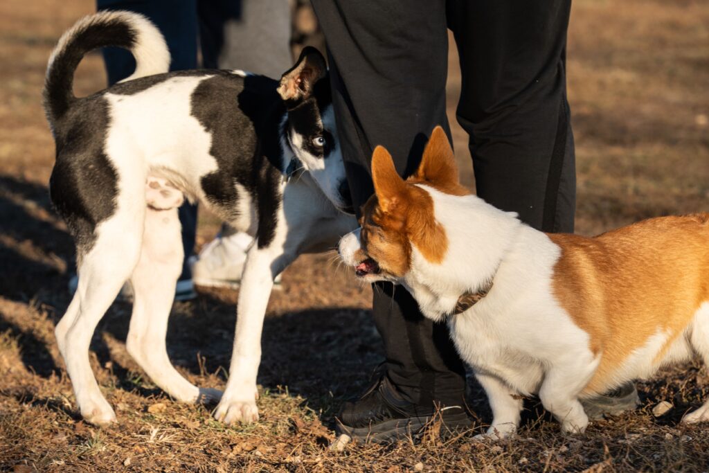 How to Manage Jealous Behavior in Dogs